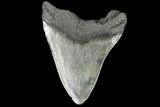 Fossil Megalodon Tooth - Georgia #109331-1